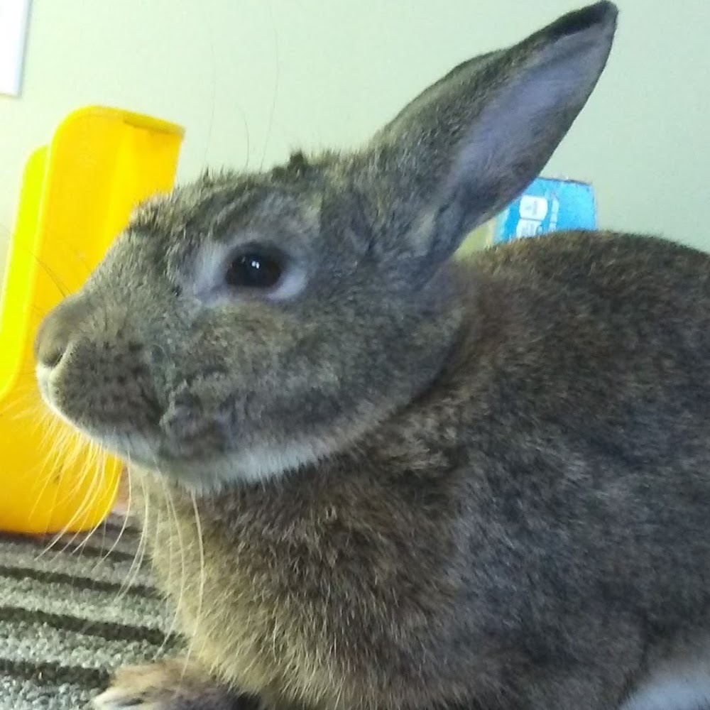 Meet your Posher, Sam